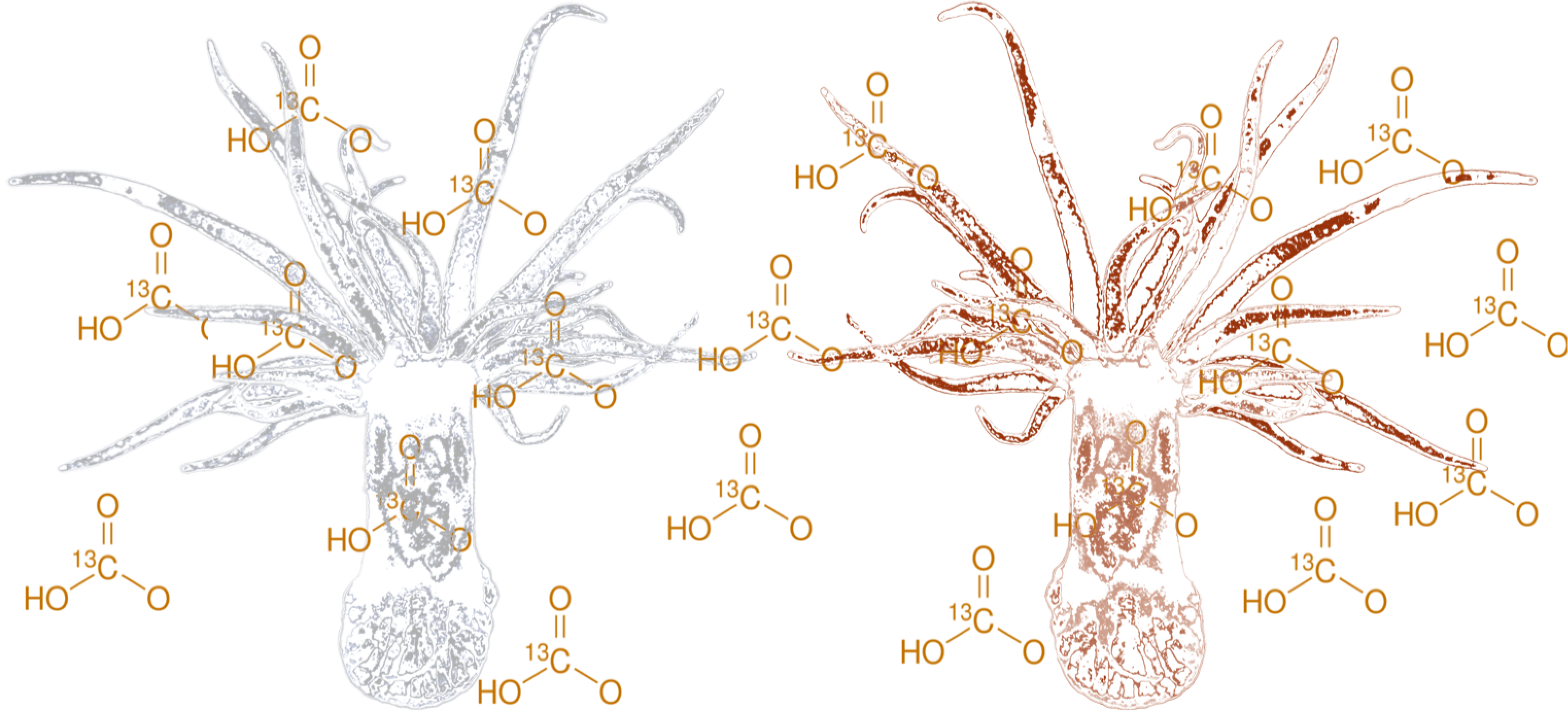 13C-labeling of Aiptasia for metabolomics